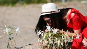 Kum zambakları koruma altında