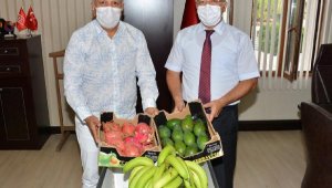 MATSO Manavgat'ın tropikal meyvelerini tanıtıyor