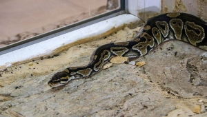  O Piton hayvanat bahçesinde