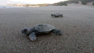 Patara'da 22 bin yavru caretta caretta denizle buluştu