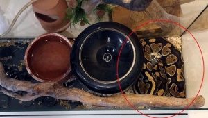 Pitonlu suç örgütü davasında 6 tutuklama kararı