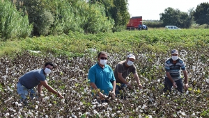 Serik'te 8 bin ton pamuk bekleniyor