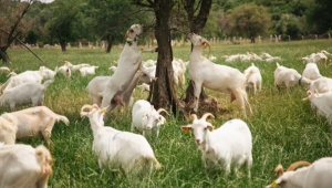 Türkiye’nin En Doğal Keçi Ürünleri