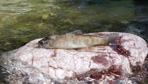 Yasak balığı avladılar