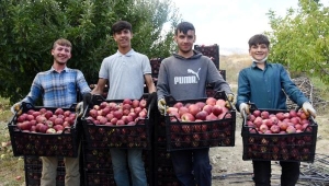 Yaylada elma hasadı başladı