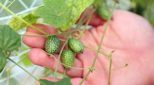 'BABY KARPUZ' SADECE 5 GRAM