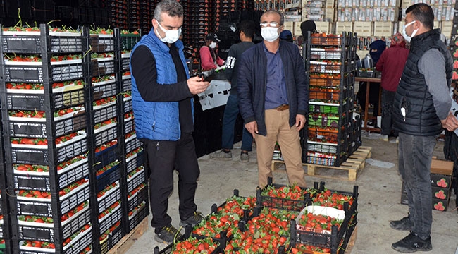 Serik'ten çilek ihracatı başladı