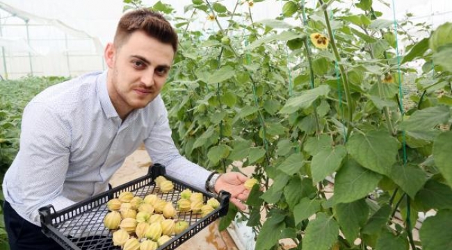 Altın çileğin 100 gramı 15 TL