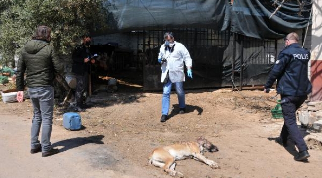 İkizlerinin acısıyla avunduğu iki köpeği vuruldu, gözyaşlarını tutamadı