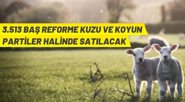 3.513 baş reforme kuzu ve koyun satılacak