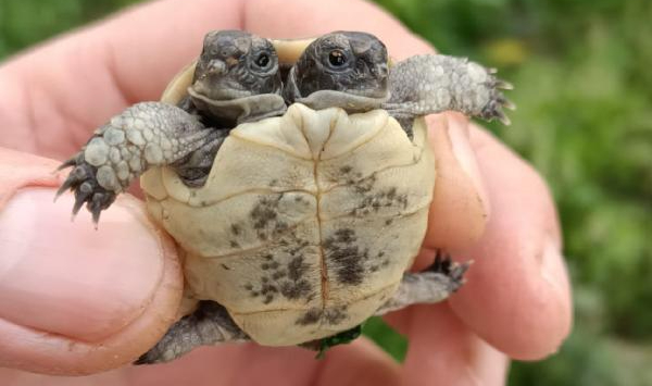 Antalya'da çift başlı kaplumbağa yavrusu görüldü