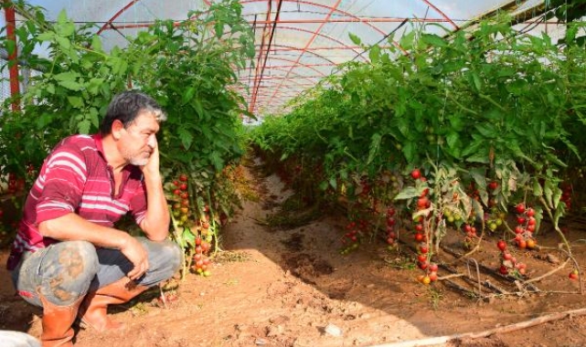 Sel mağduru çiftçiler, ürününü kurtarmaya çalışıyor
