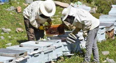 Arı üreticilerine 2003'ten bu yana 1 milyar liranın üzerinde destek sağlandı
