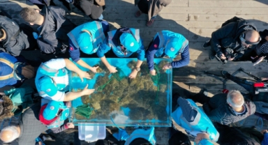 İzmit Körfezi'ne 5 bin yavru balık daha salınacak