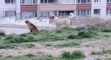 Sokak köpeğinin saldırdığı Yavuz, yaralandı