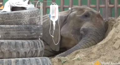 Uluslararası bir operasyonla ameliyat edilen Noor Jehan adlı fil öldü