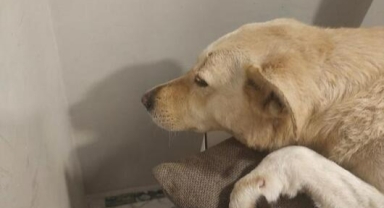 Üsküdar'da sokak köpeğine silahlı saldırı