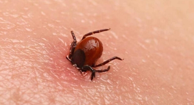 20 yıldır aşıyı bekleyen 'kene' kabusu