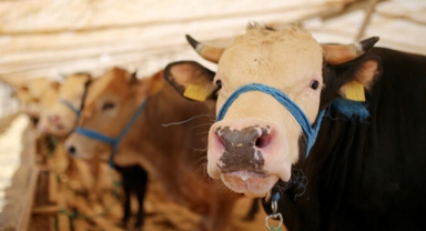 2023 yılı vekaletle kurban kesim bedelleri açıklandı