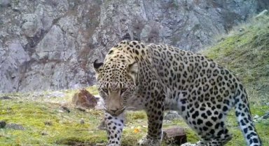 Akdeniz ve Ege'de 'Anadolu leoparı' heyecanı