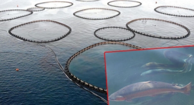 Alabalık üretiminde dünya 2'ncisiyiz