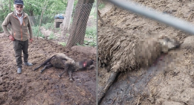 Artvin'de ağıla ayı saldırısında 20 koyun öldü