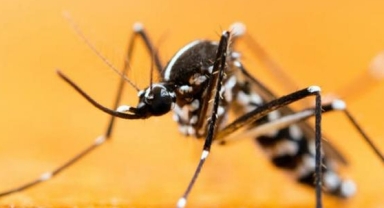 Asya kaplan sivrisineğine dikkat