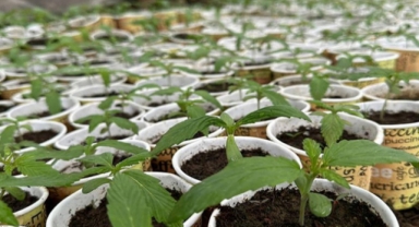 Bingöl'de kağıt bardakta yetiştirilen 3 bin 340 kök kenevir ele geçirildi