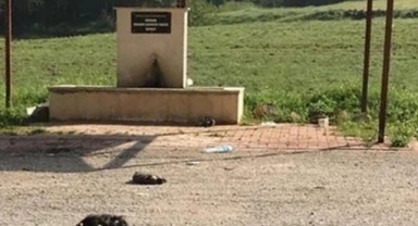 Burdur'da 6 yavru köpek ölü bulundu, soruşturma başlatıldı