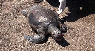 Balık ağları  öldürüyor!