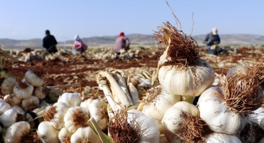 Gaziantep'te hasadı başlayan sarımsak, tarlada 8-9, markette 30 lira
