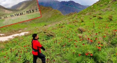Hakkari dağlarındaki ters lalelere ziyaretçi akını