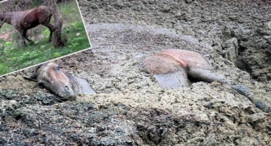 Hayvan gübresi yığınına saplanan at kurtarıldı