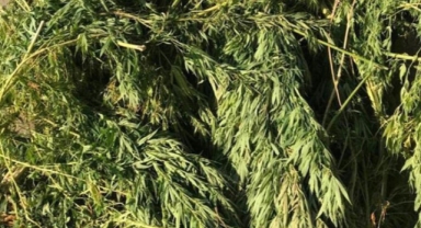 İzmir'de seralara baskında 201 kök Hint keneviri ele geçirildi