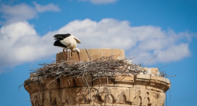Kahramanmaraş depreminde şerefesi yıkılan minare leyleklere yuva oldu