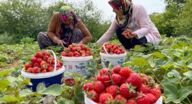 Karadeniz Ereğli'de Osmanlı çileğinin hasadı başladı