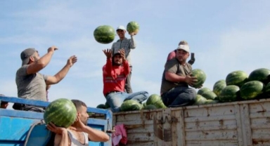 Karpuzun kilosu tarlada 5 liraya düştü