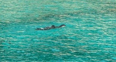 Kaş'ta Akdeniz fokları görüntülendi