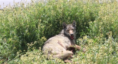 Konya'da yaralı kurt tedavi altına alındı