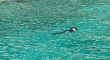 Mağaralara girmeyin  FOK’LARI ÜRKÜTMEYİN