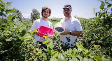 Mavi yemişe talep artıyor