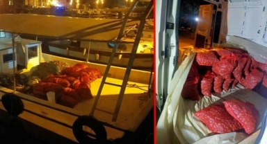 Piyasa değeri 2 milyon TL olan 1,5 ton kum midyesi ele geçirildi