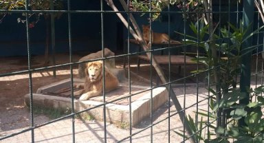 Selfie için kafese giren aileye saldıran aslan, çocuğun saçlı derisini kopardı