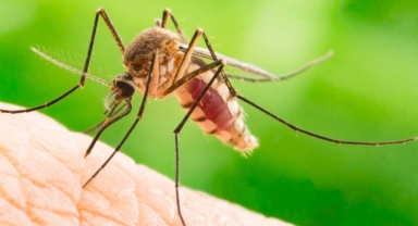 SİVRİSİNEK İSYANI!