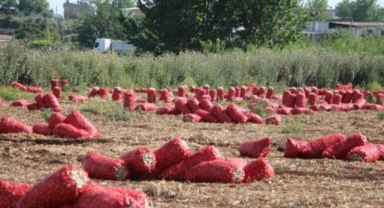 Soğan fiyatı tarlada 4 liraya geriledi