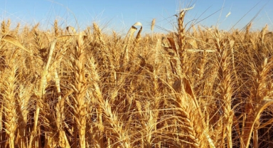 'Tahıl Koridoru Anlaşması, buğday fiyatlarını 500 dolardan 250 dolara düşürdü'