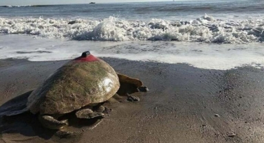 Takip cihazlı 'Türkiye 100' isimli caretta caretta denizle buluştu