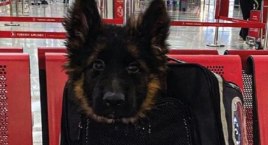 Türkiye, Meksika’ya Proteo anısına yavru köpek gönderdi