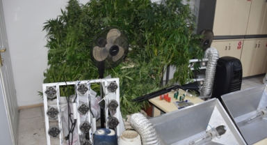 Uyuşturucu madde yetiştiren 2 şüpheli gözaltına alındı