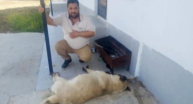 Zehirlenerek öldürülen köpeğin sahibi: Canımı aldılar